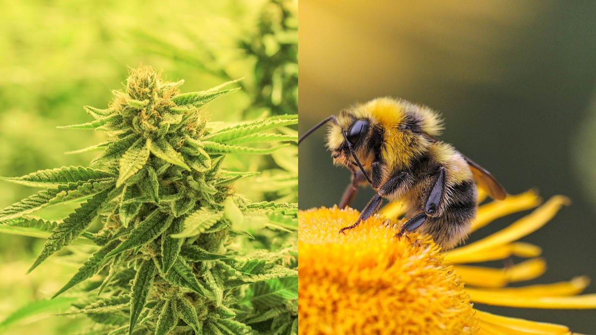 Bees LOVE cannabis! And it might help save them too…