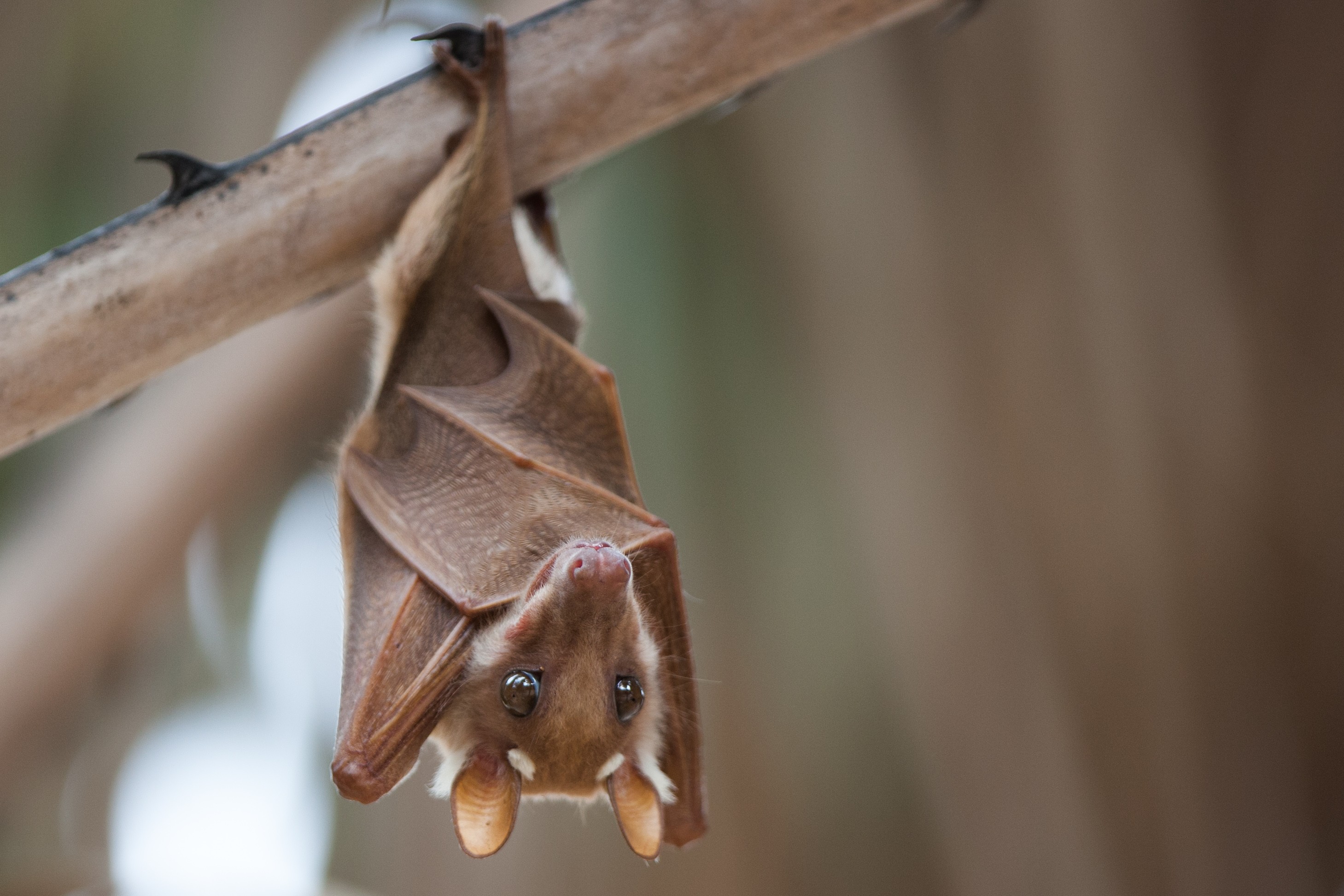 Is This Human Sized Bat In The Philippines For Real