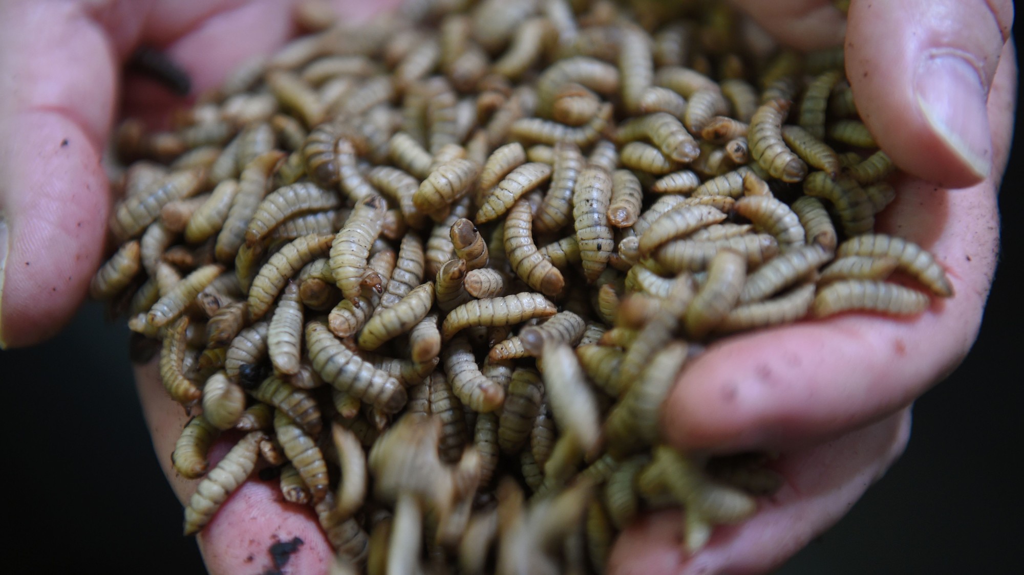 Image result for belgian study, insect larvae