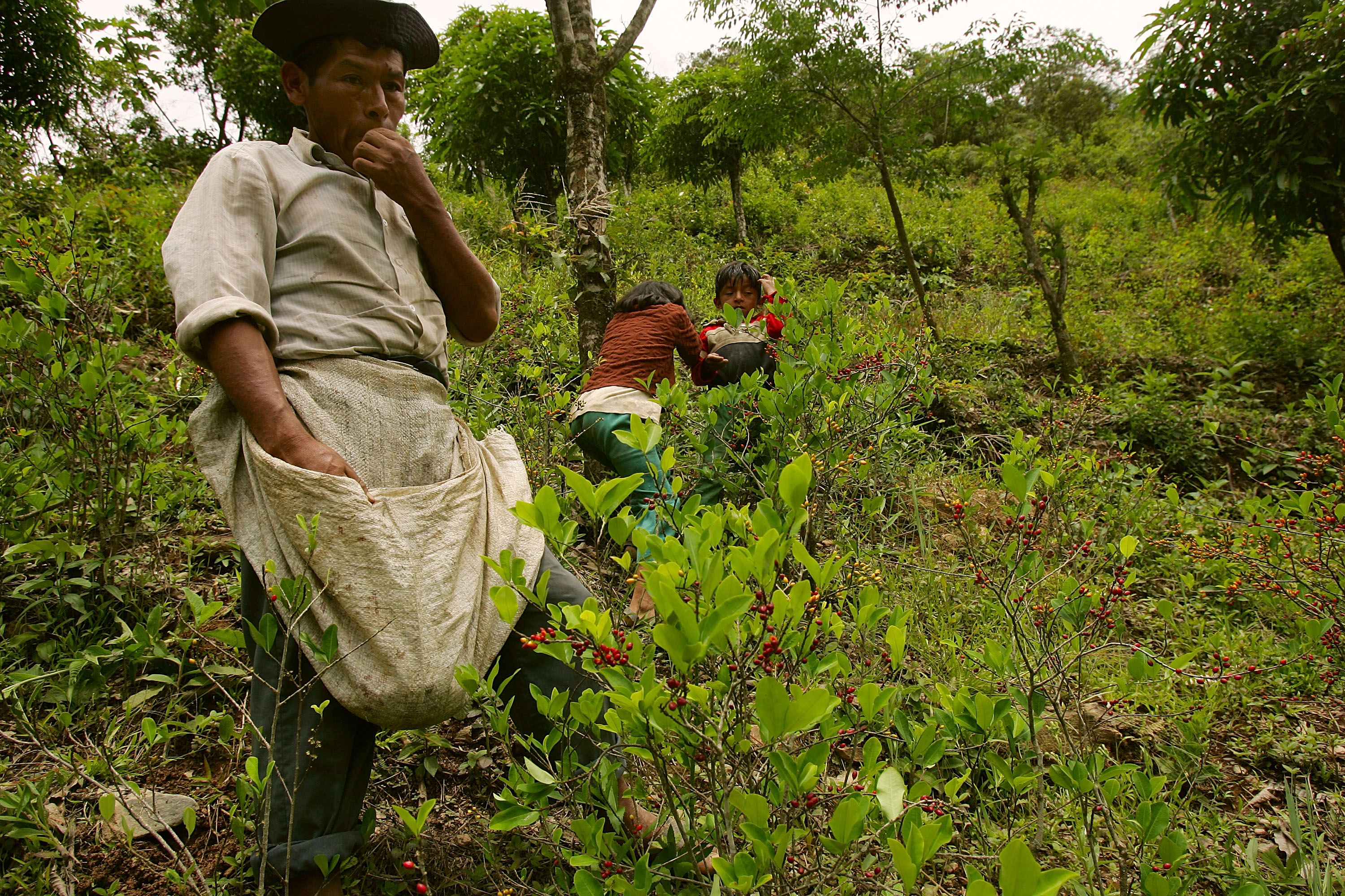 plants de coca en Bolivie