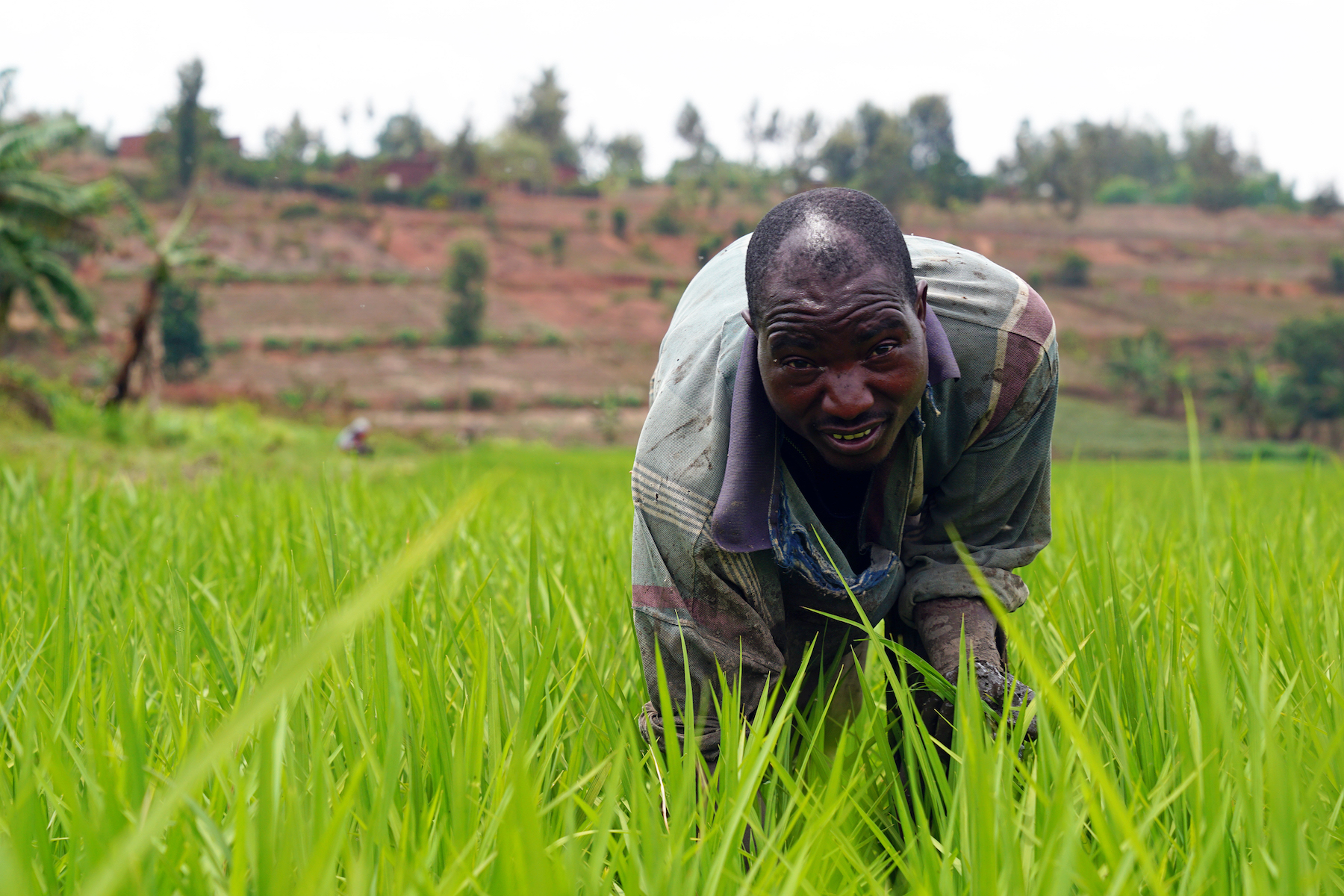 Malaria Is Devastating Rwanda's Rice Farmers — but the Government Still