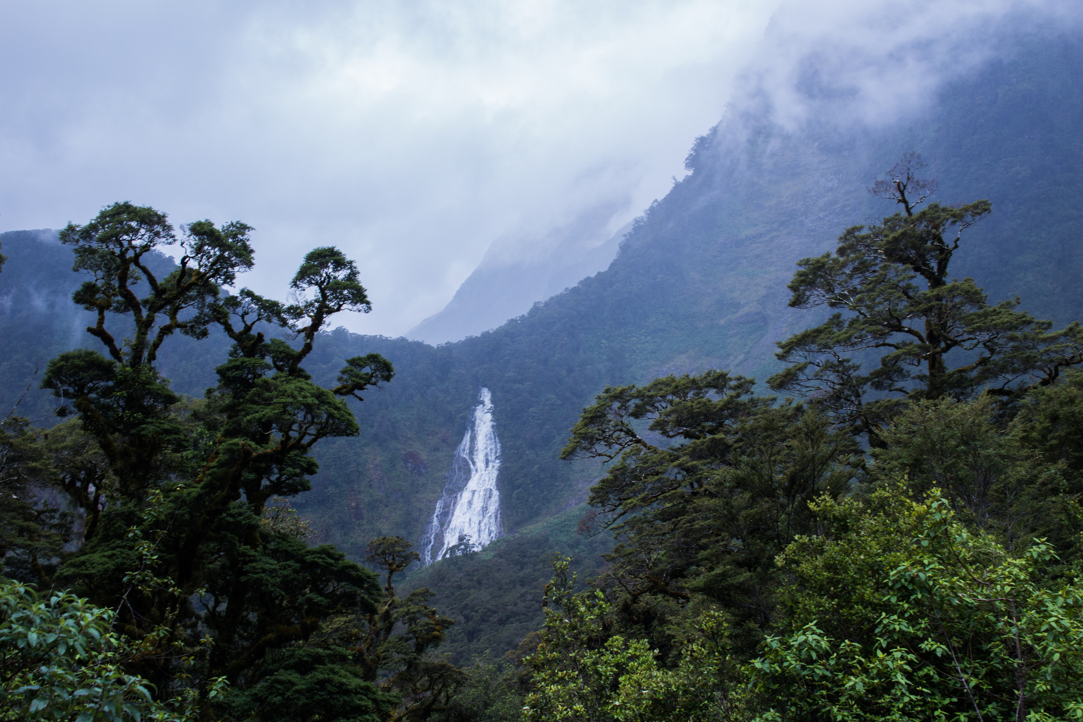 Antarctica Was a Lush Rainforest 90M Years Ago, Scientists Discover