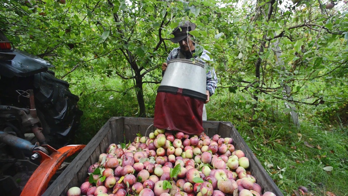 , American Farmers Are Panicking Because Coronavirus Is Holding Up Worker Visas, Saubio Making Wealth