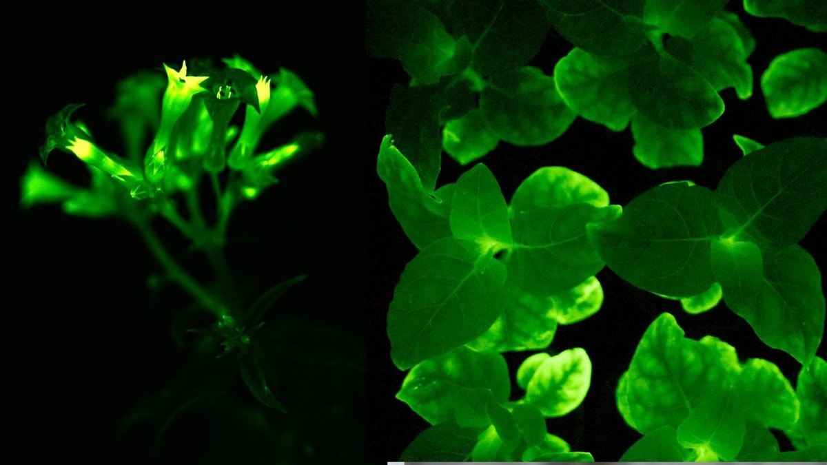 These Stunning Genetically Engineered Plants Glow Bright Green