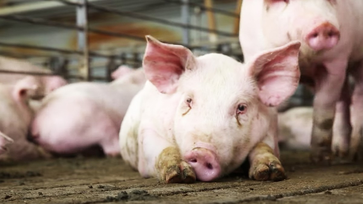 Coronavirus Is Forcing Farmers to Give Their Pigs Away on Craigslist