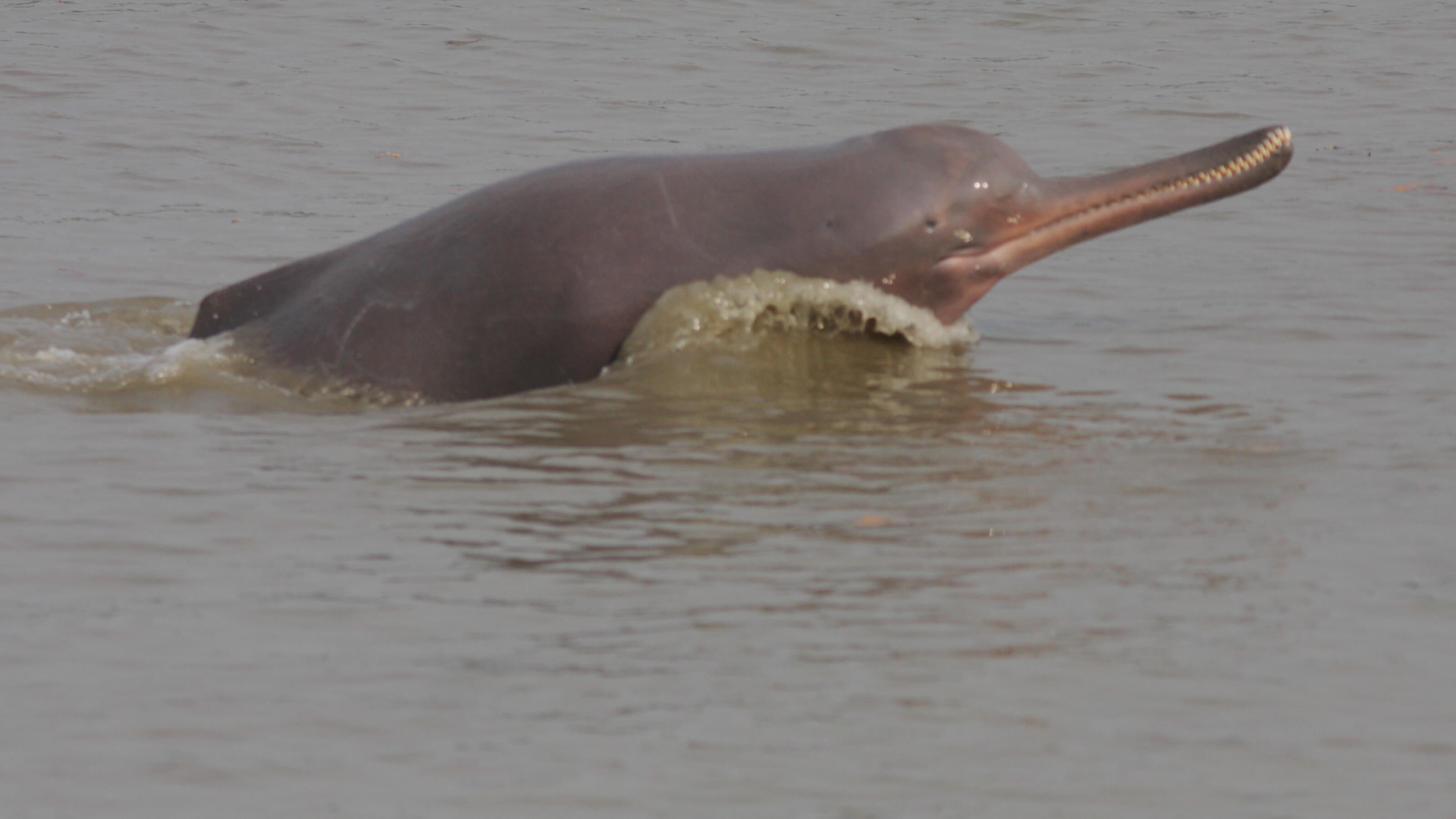 Bengal: As Gangetic Dolphin Returns To Hoogly River, Men Torture