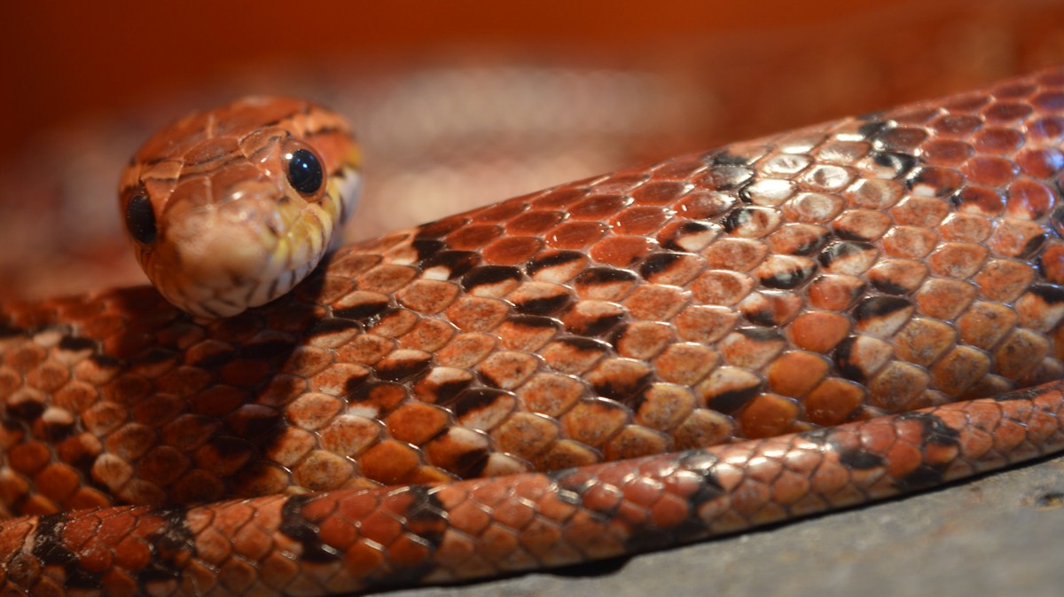 Сколько на земле видов змей живет