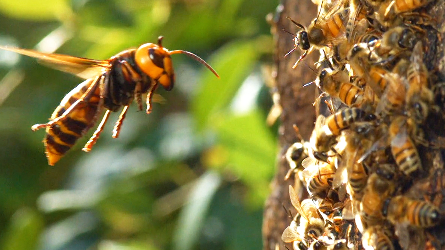 Watch A ‘Murder Hornet’ Destroy An Entire Honeybee Hive