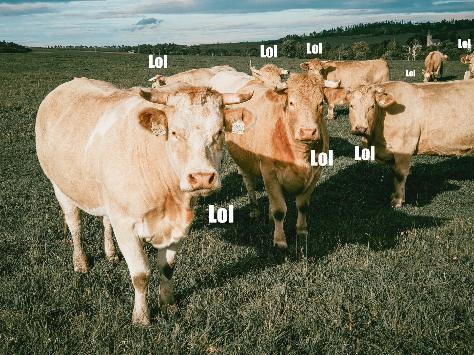 Vaches à lol : dans l'Internet qui harcèle pour s'amuser