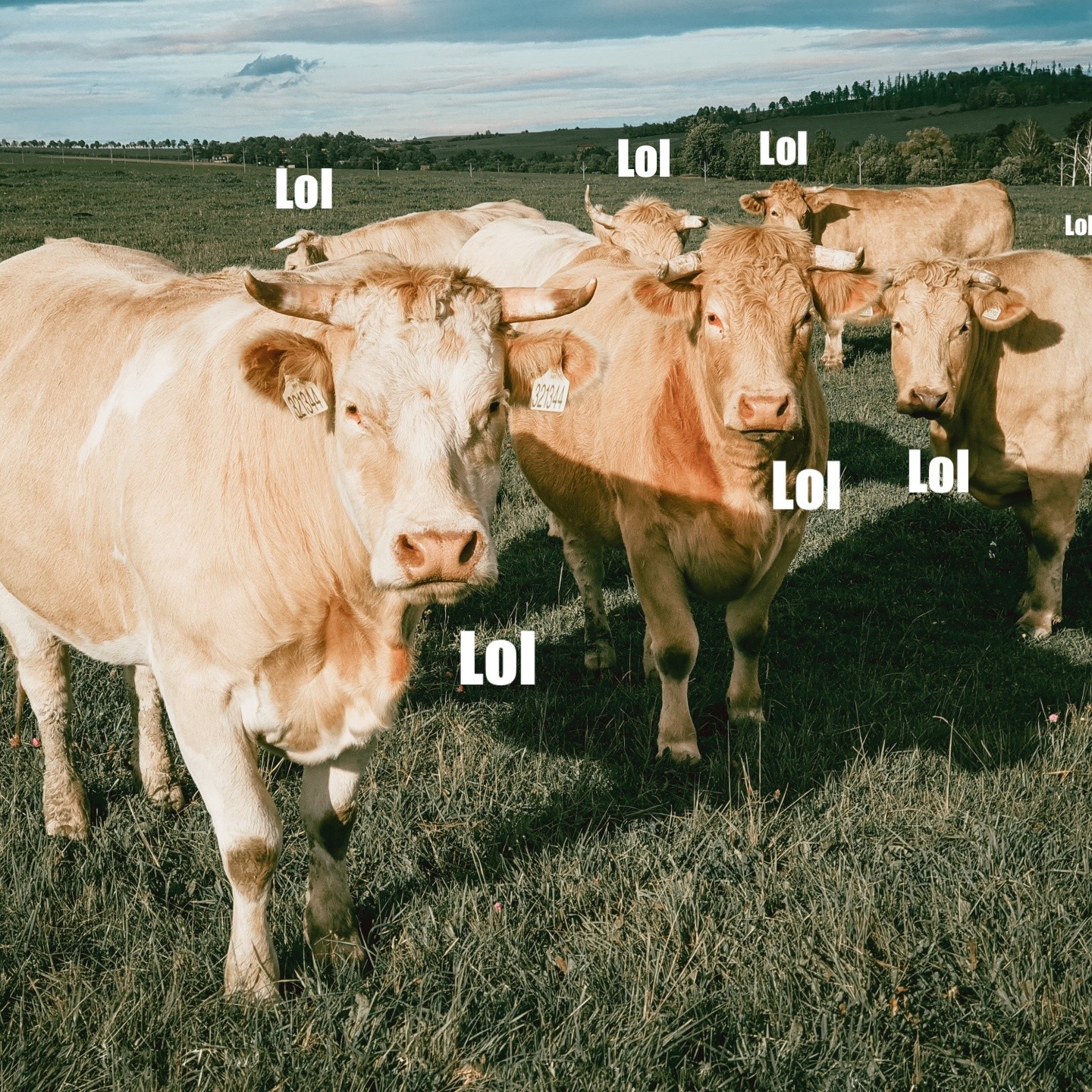 Vaches à lol : dans l'Internet qui harcèle pour s'amuser