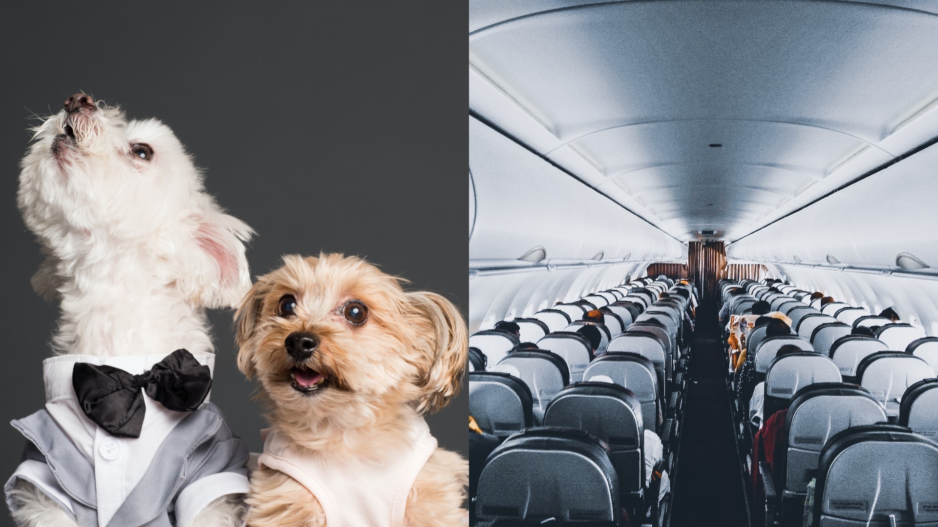 are dogs allowed on private jets