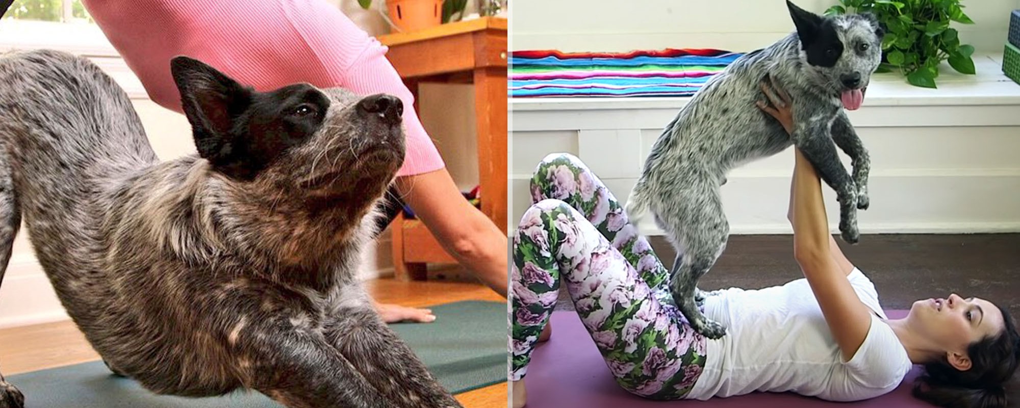 What Type of Dog Is Benji from 'Yoga with Adriene'? How Old Is He?