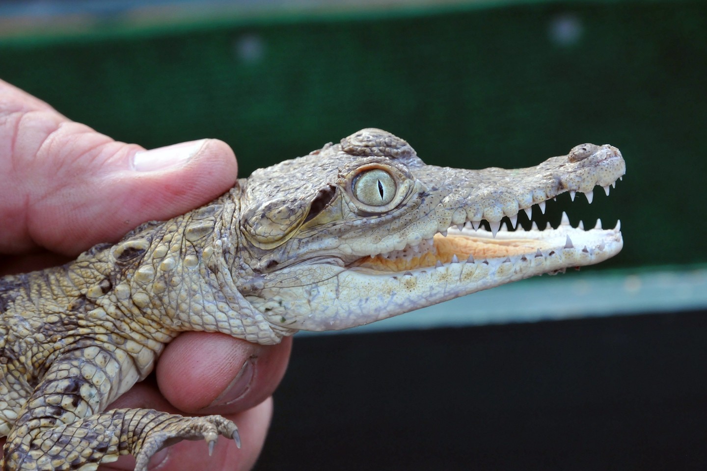 Australian farm to hold 50,000 crocodiles for luxury Hermès goods