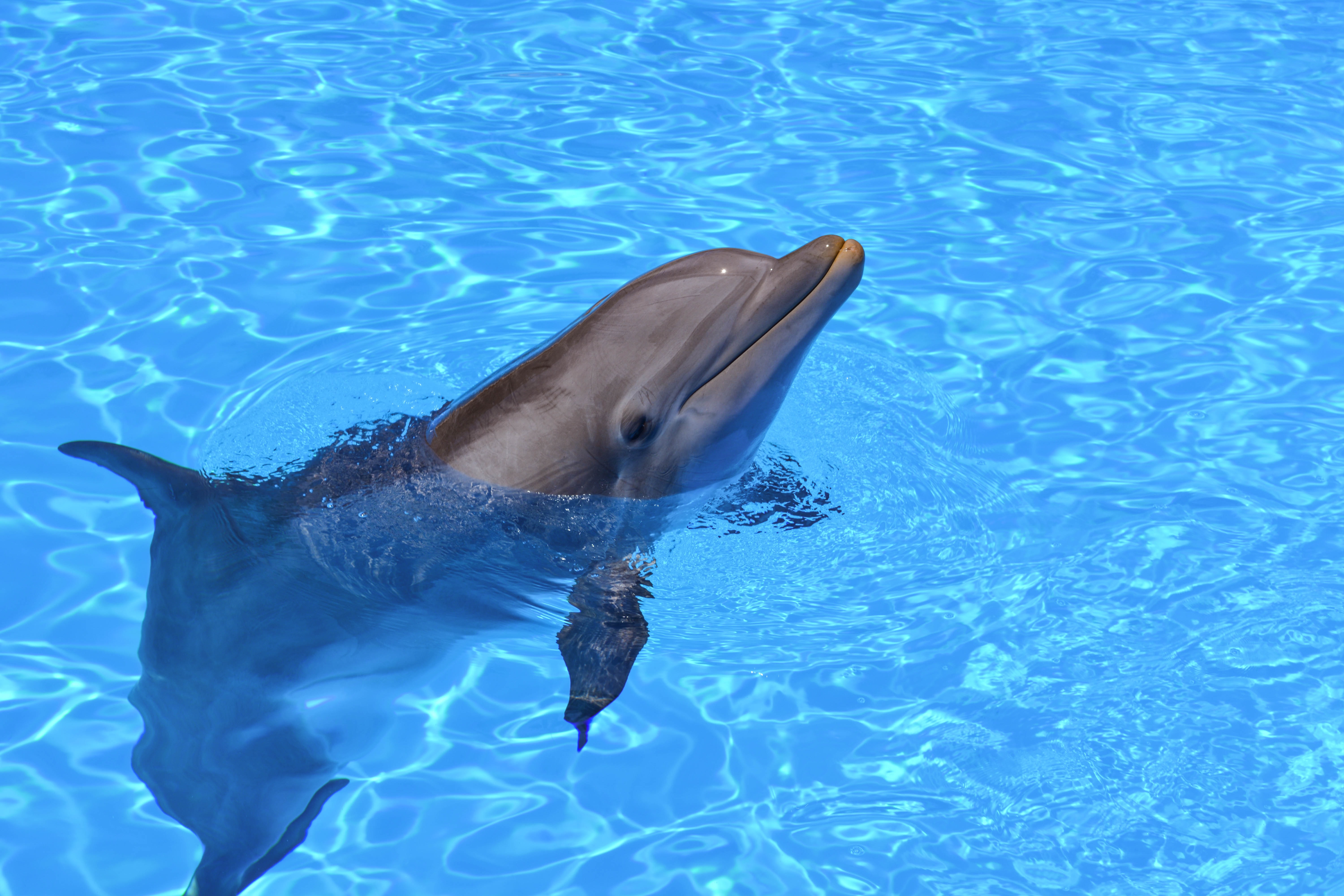 Hong Kong's 'pink' dolphins under threat from airport and Macau