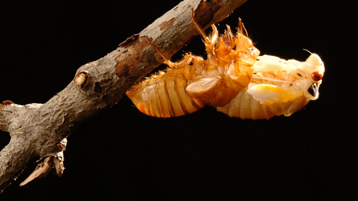 , Invading Cicadas May Turn Into Sex-Crazed Zombies This Summer, Saubio Making Wealth