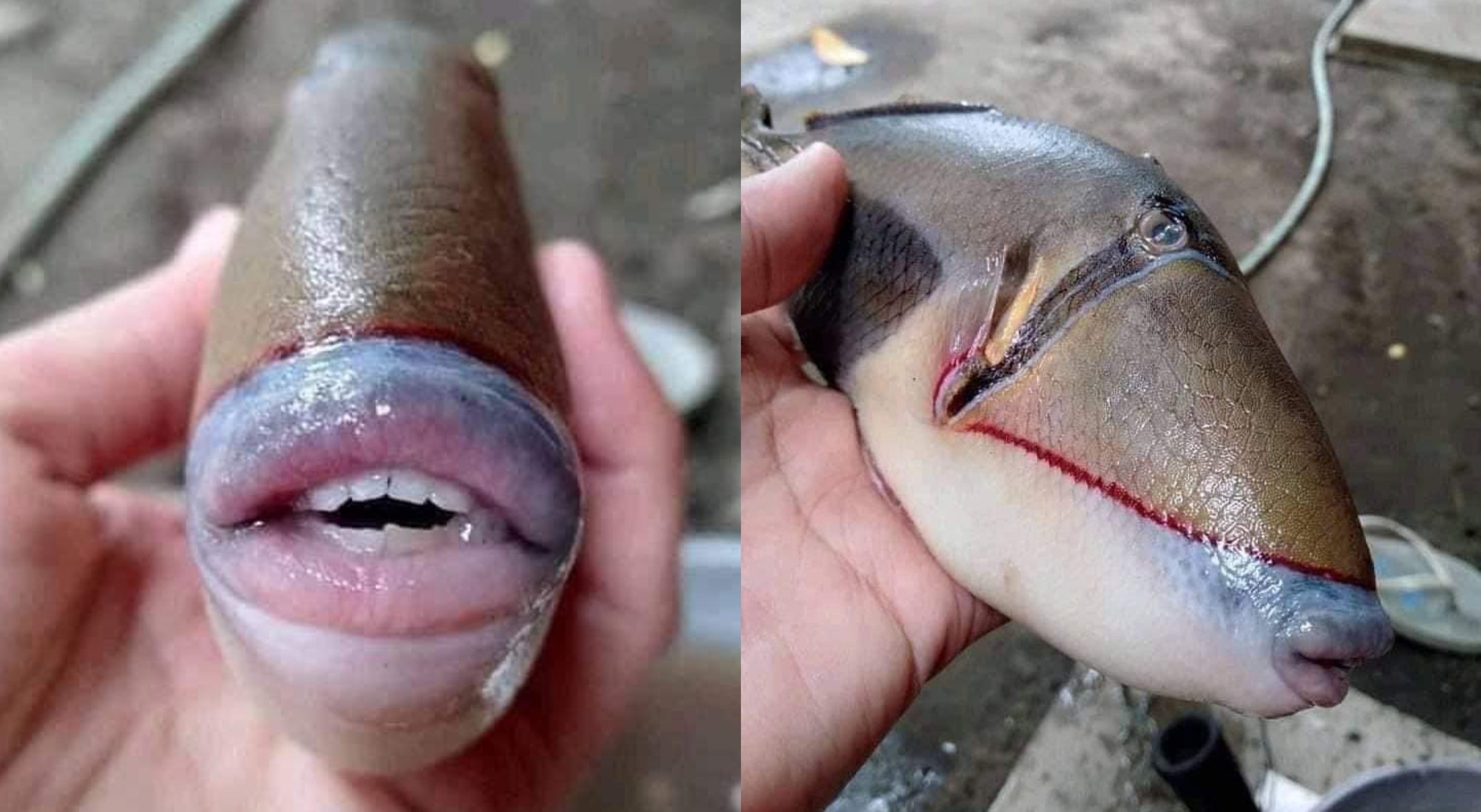 Baby shark with a 'human' face 