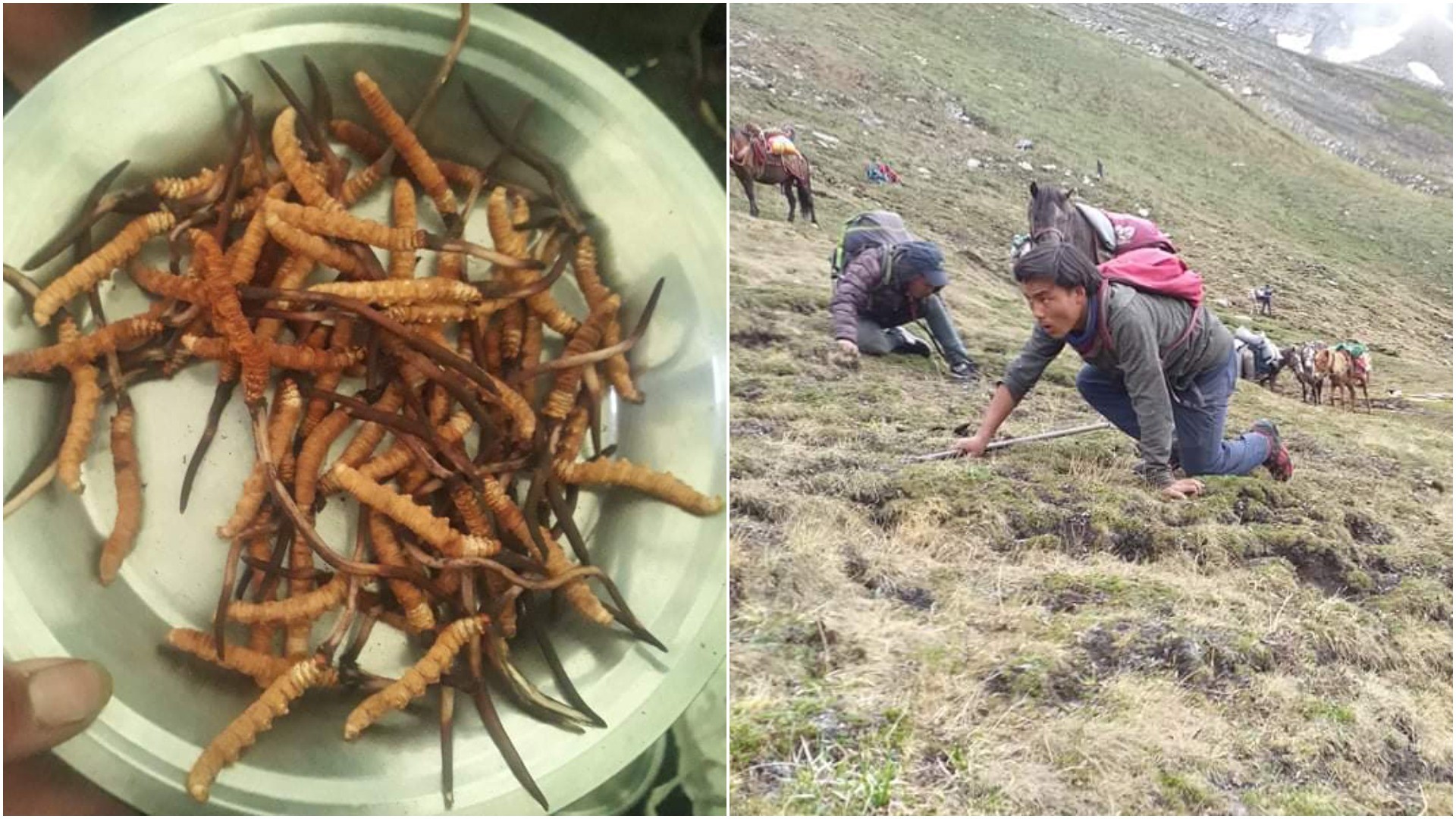 Himalayan Viagra Cost