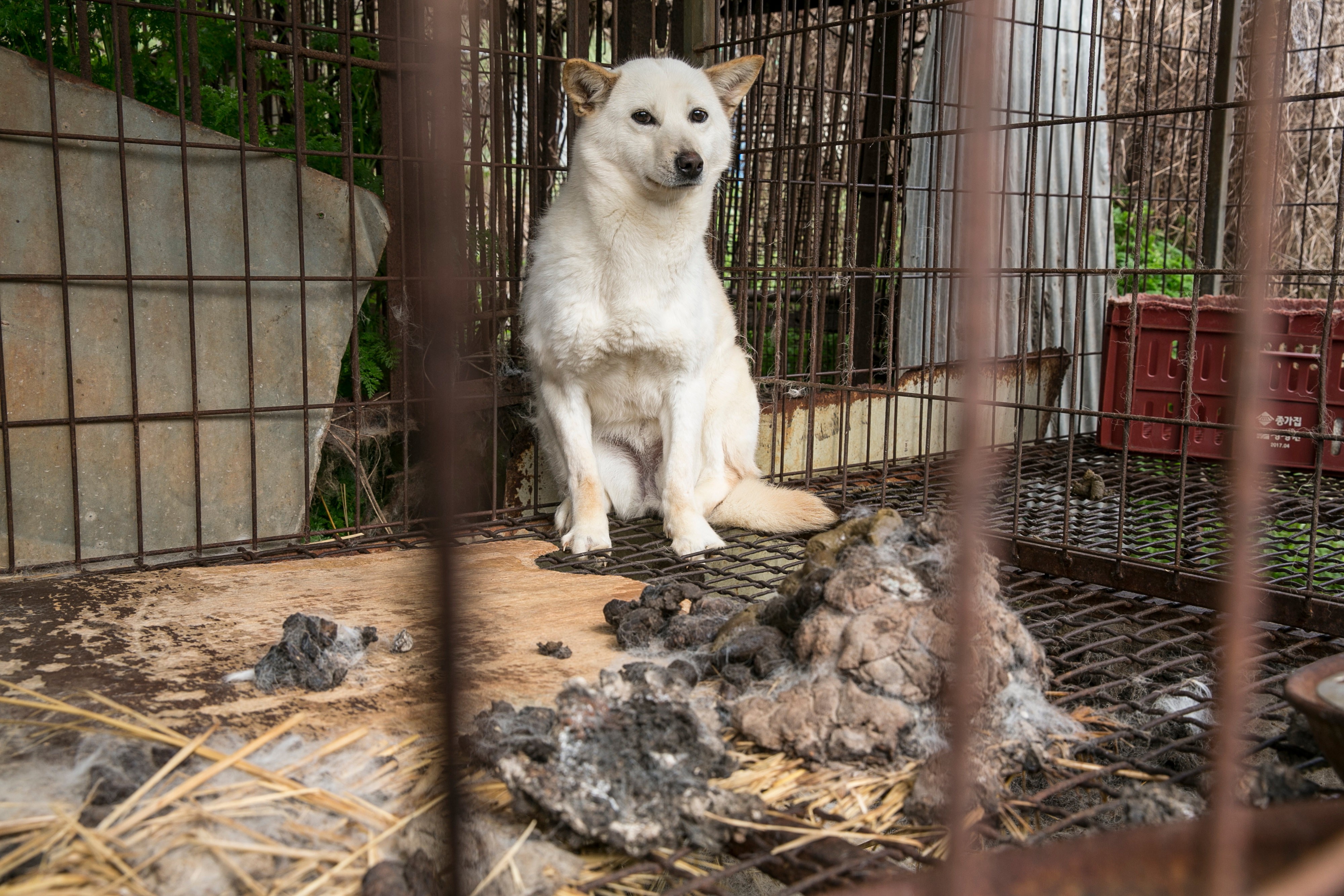 Dog meat outlet farms