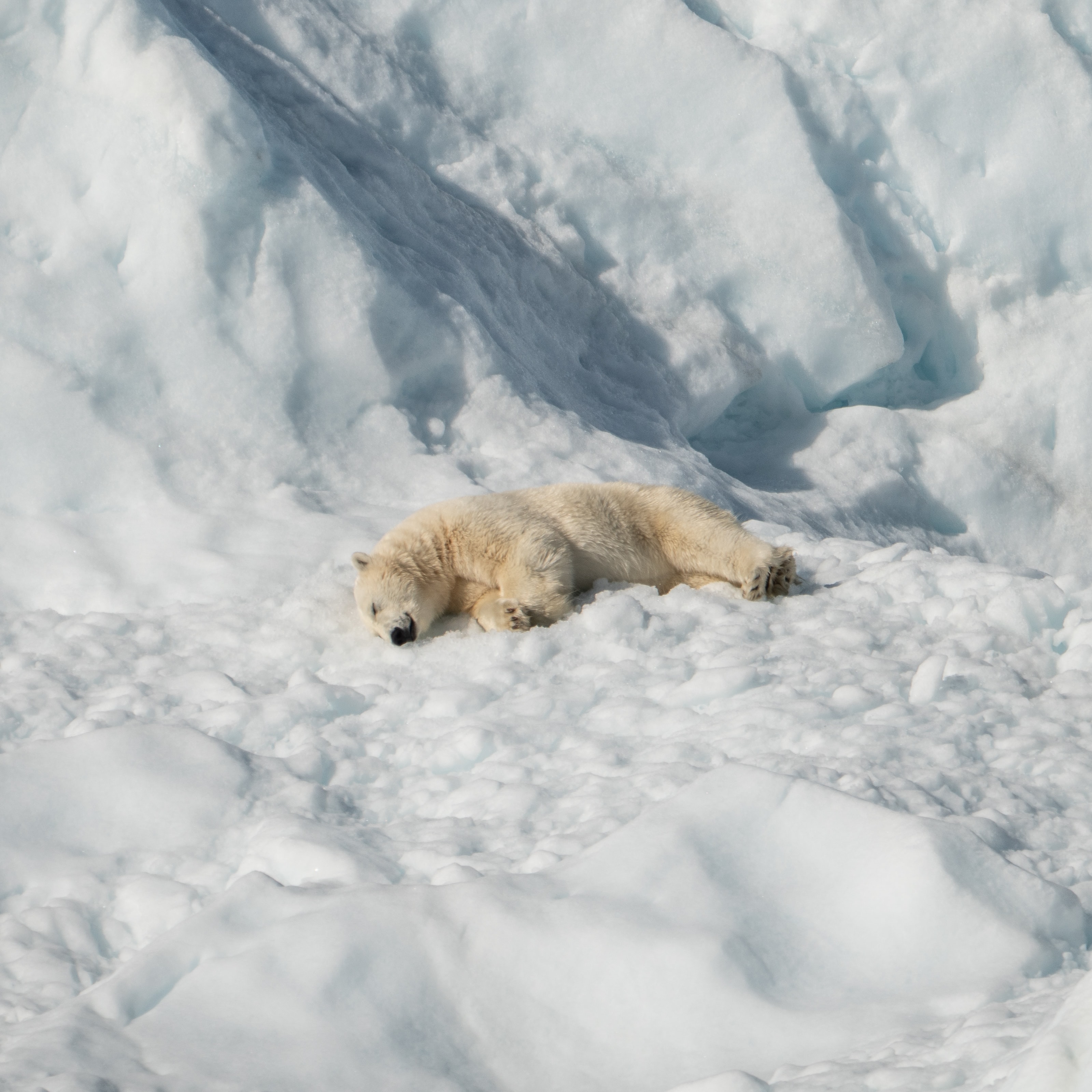 Global Warming Can Make Polar Bears Extinct By 2100