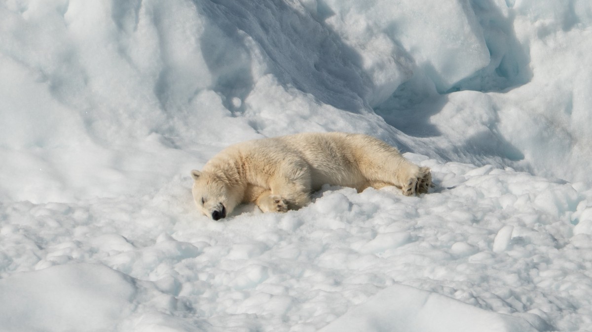 Global Warming Can Make Polar Bears Extinct by 2100