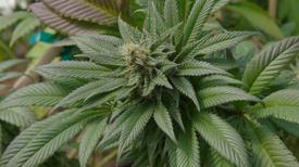 What the People Pushing for Legalization Think of Canada's Vision for a National Weed Regime