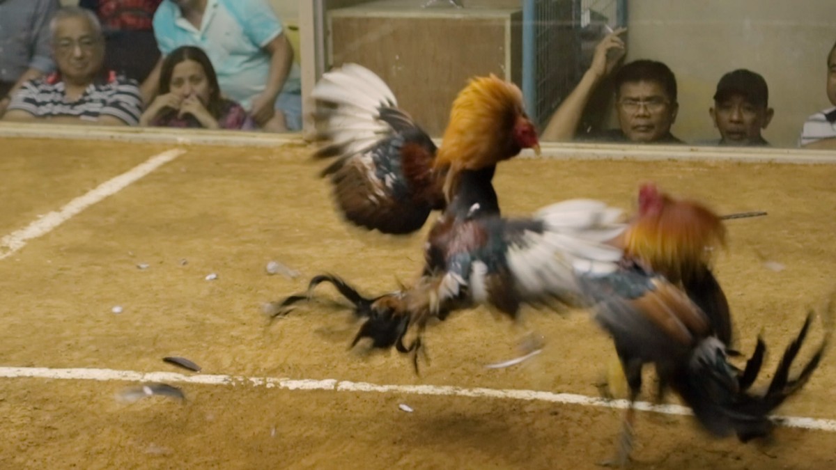 Best of 2016: Cockfighting in the Philippines