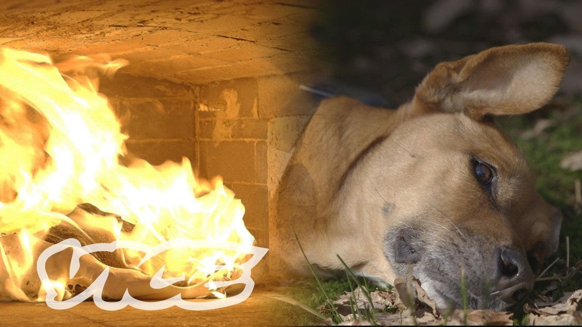 Индивидуальная кремация собаки