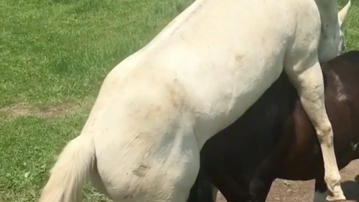 This Horse Fucks