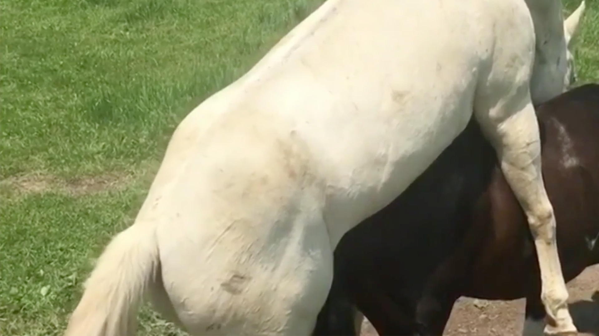 Dark-haired Chick Gives This Horse A Great Handjob