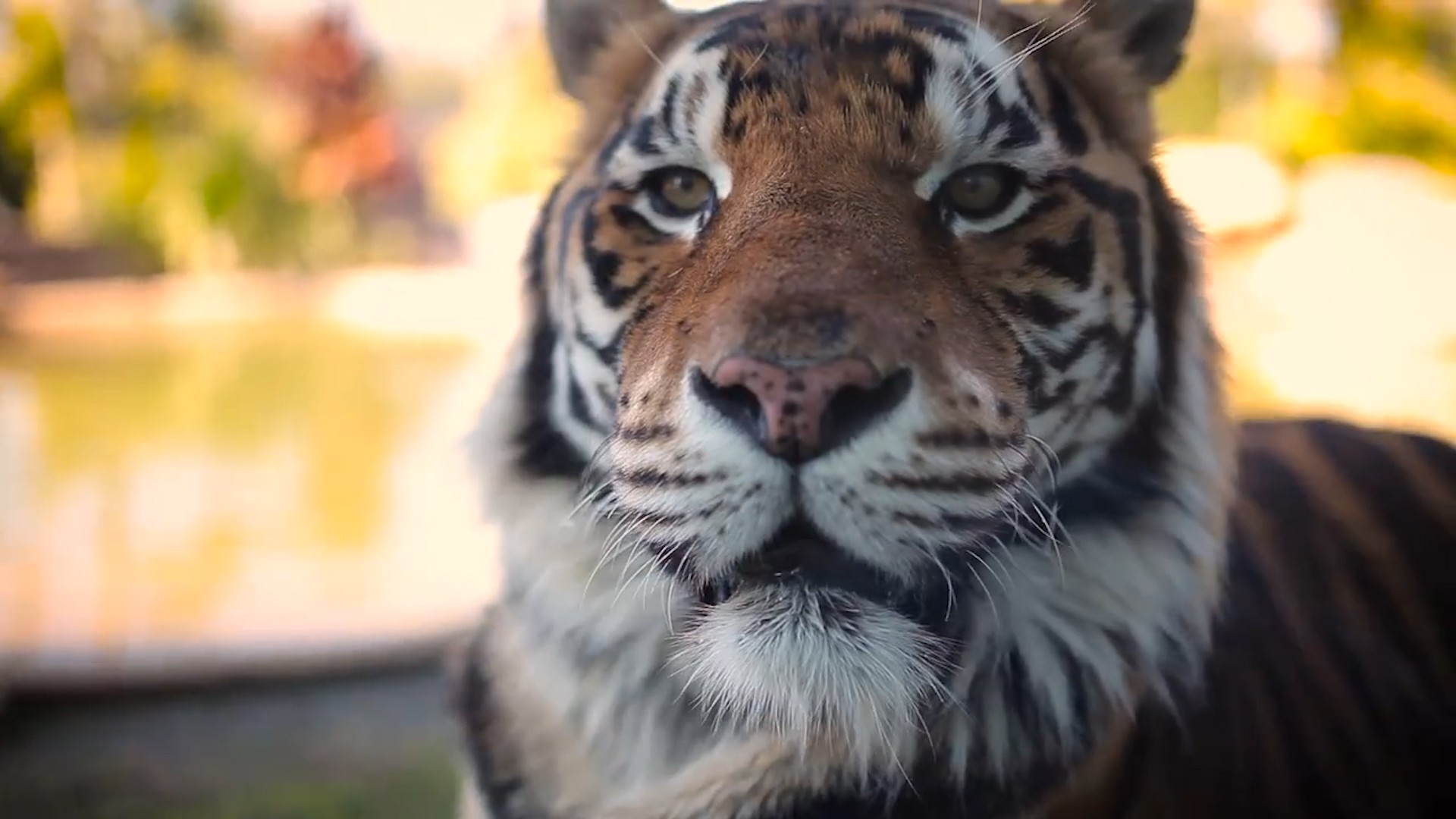 Tiger spotted in NYC turns out to be a large raccoon