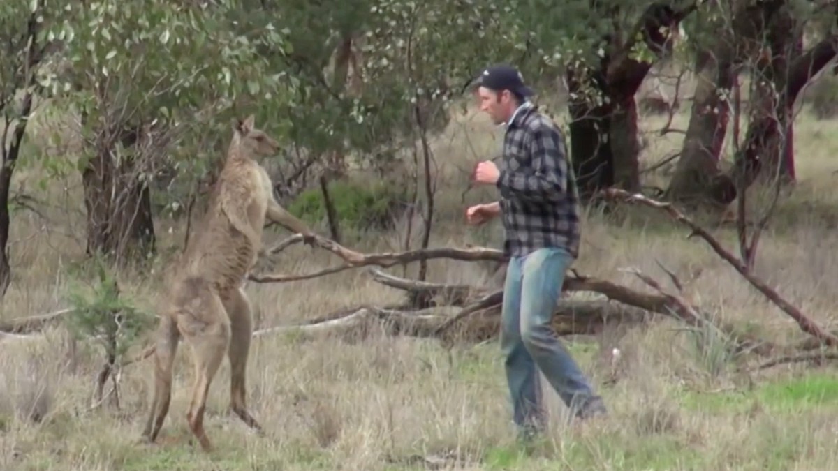 Постой секунду. Мужик дал кенгуру по морде. Кенгуру гифы.