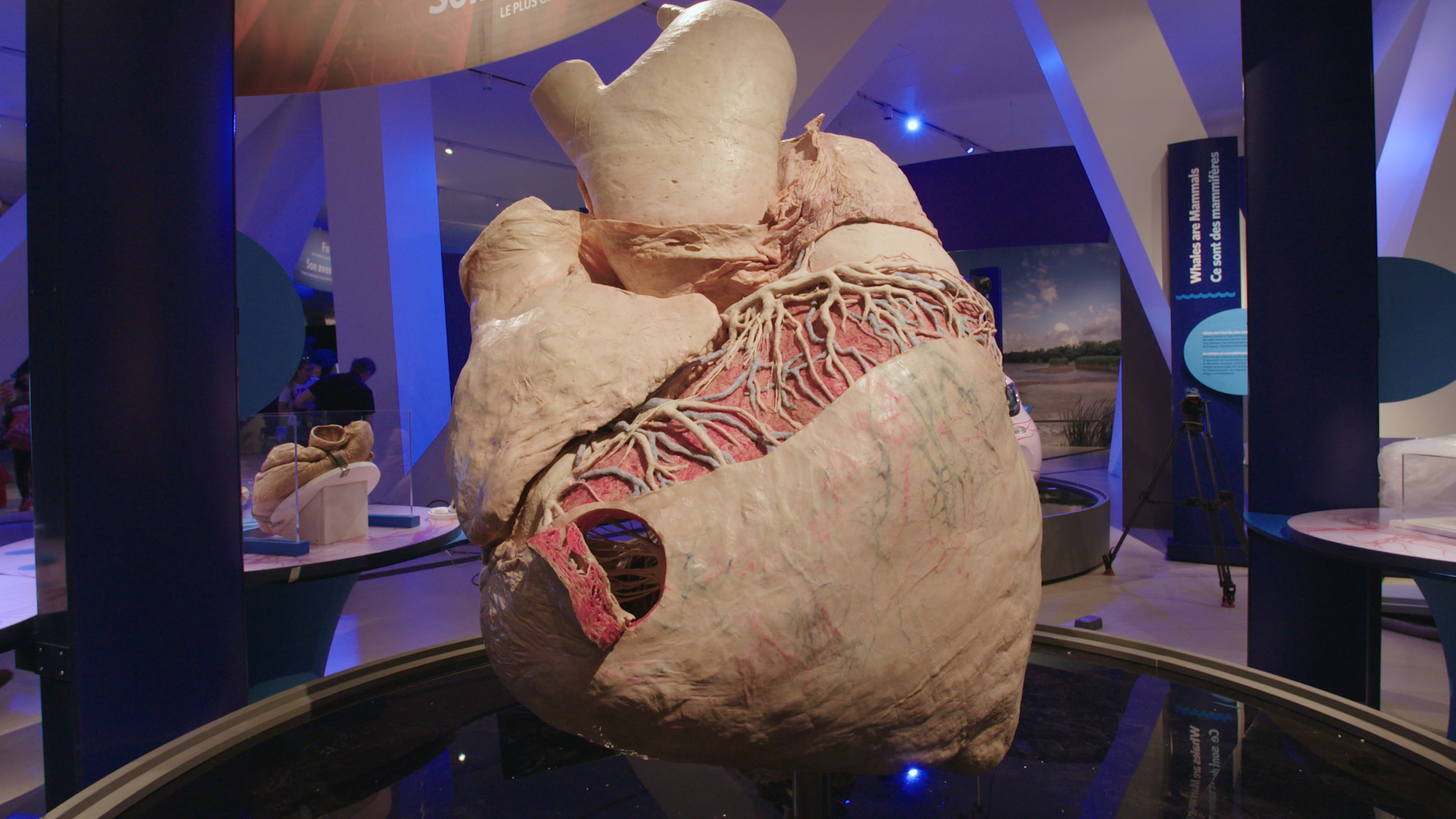 The World's Largest Heart Goes on Display - VICE Video: Documentaries,  Films, News Videos