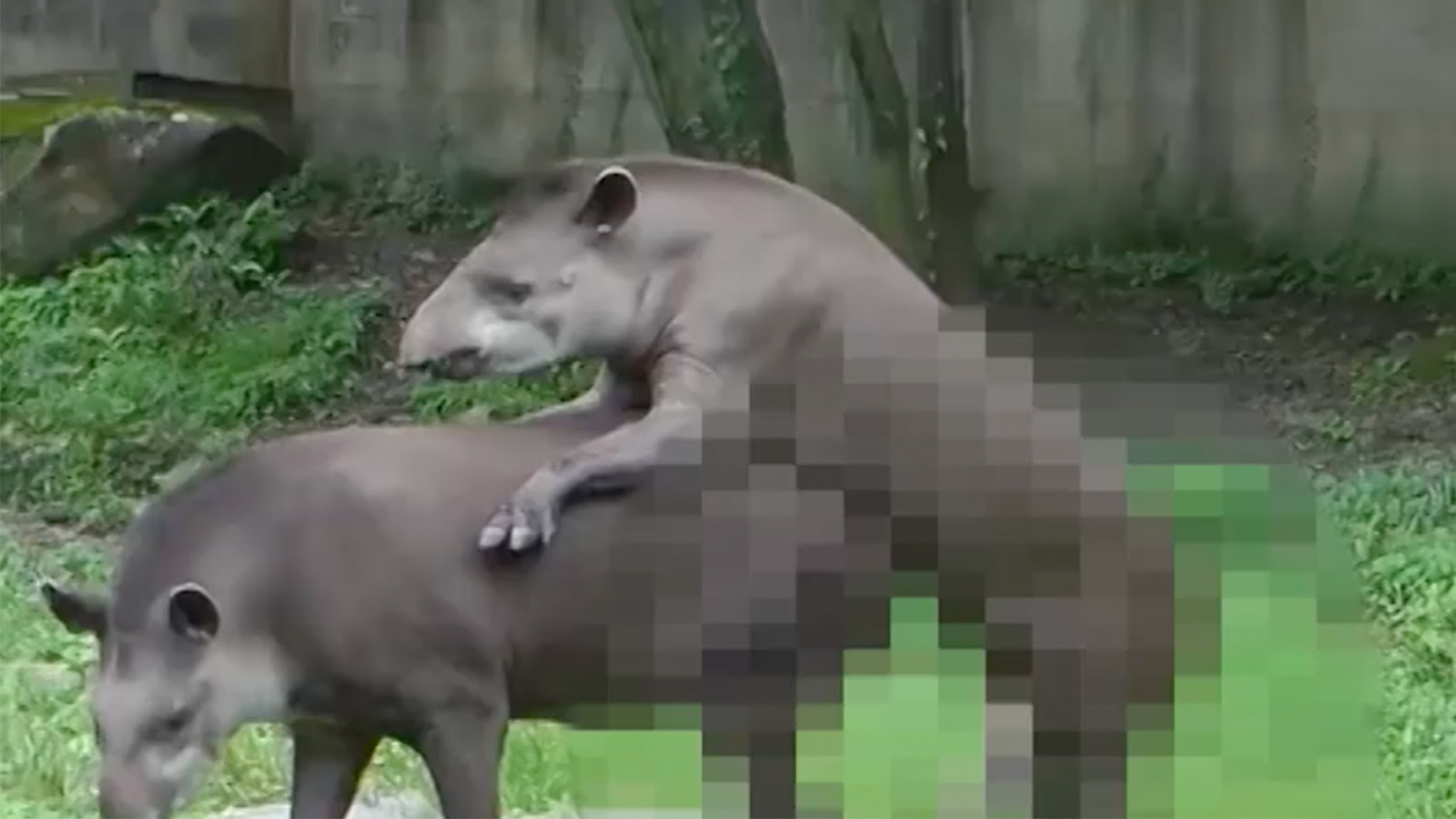 Tapir sex