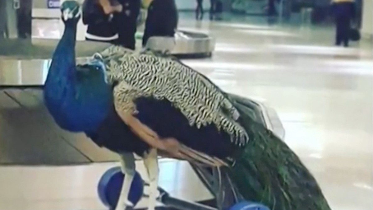 Emotional Support Peacock Vice Tv 8660