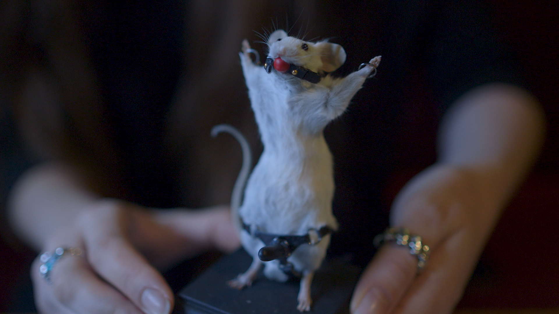 Mouse Porn - The Mouse Porn Taxidermy Class