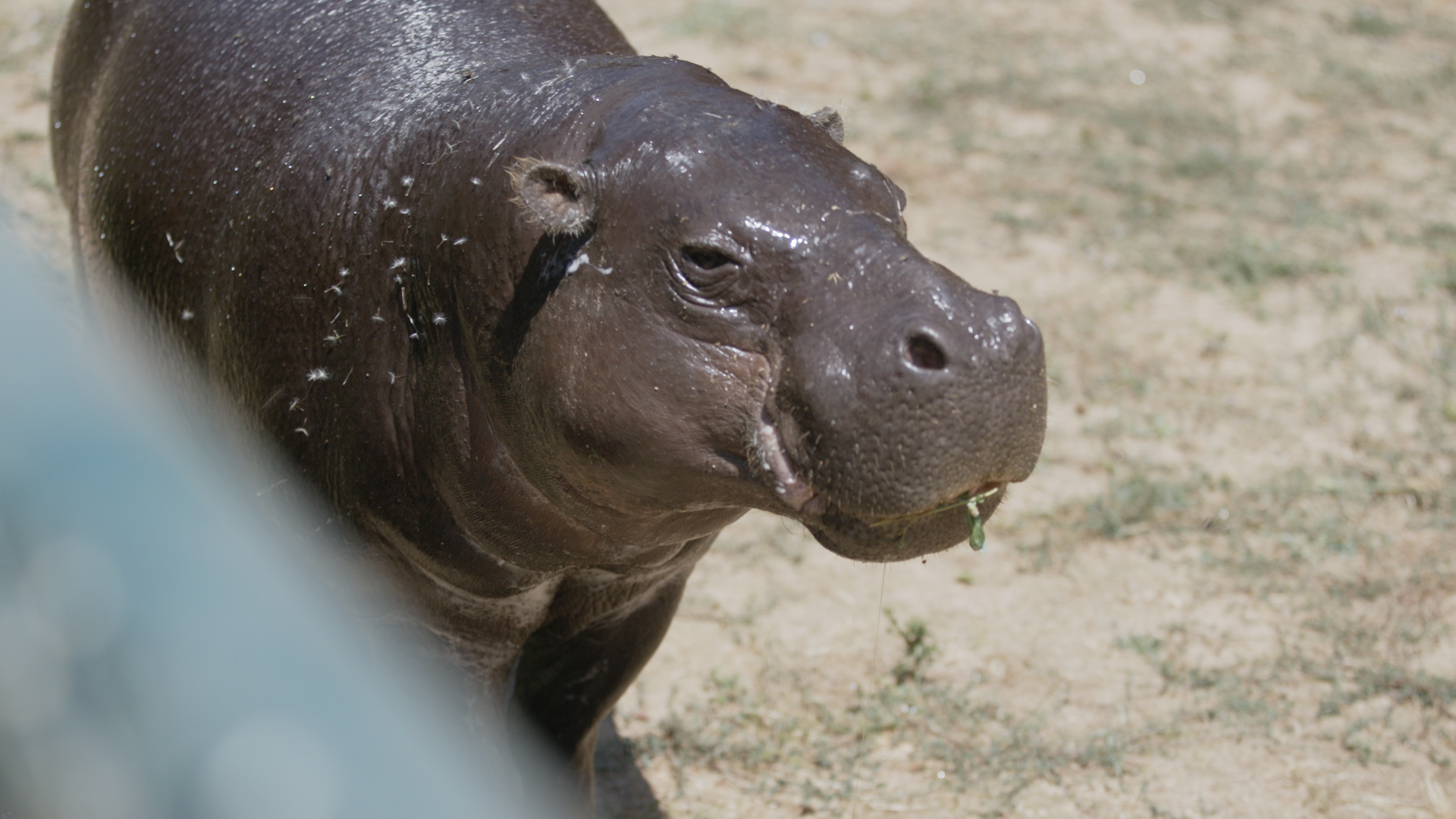 pygmy hippopotamus as pets