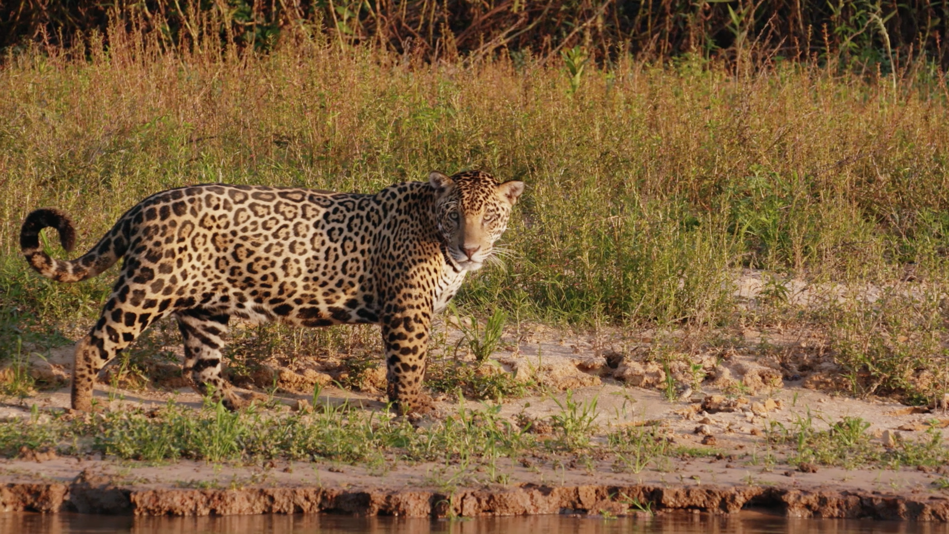 LIVING WITH JAGUARS (Trailer) - VICE Video: Documentaries, Films, News ...