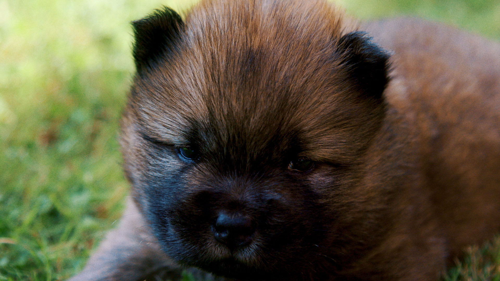 chow chow cute puppy