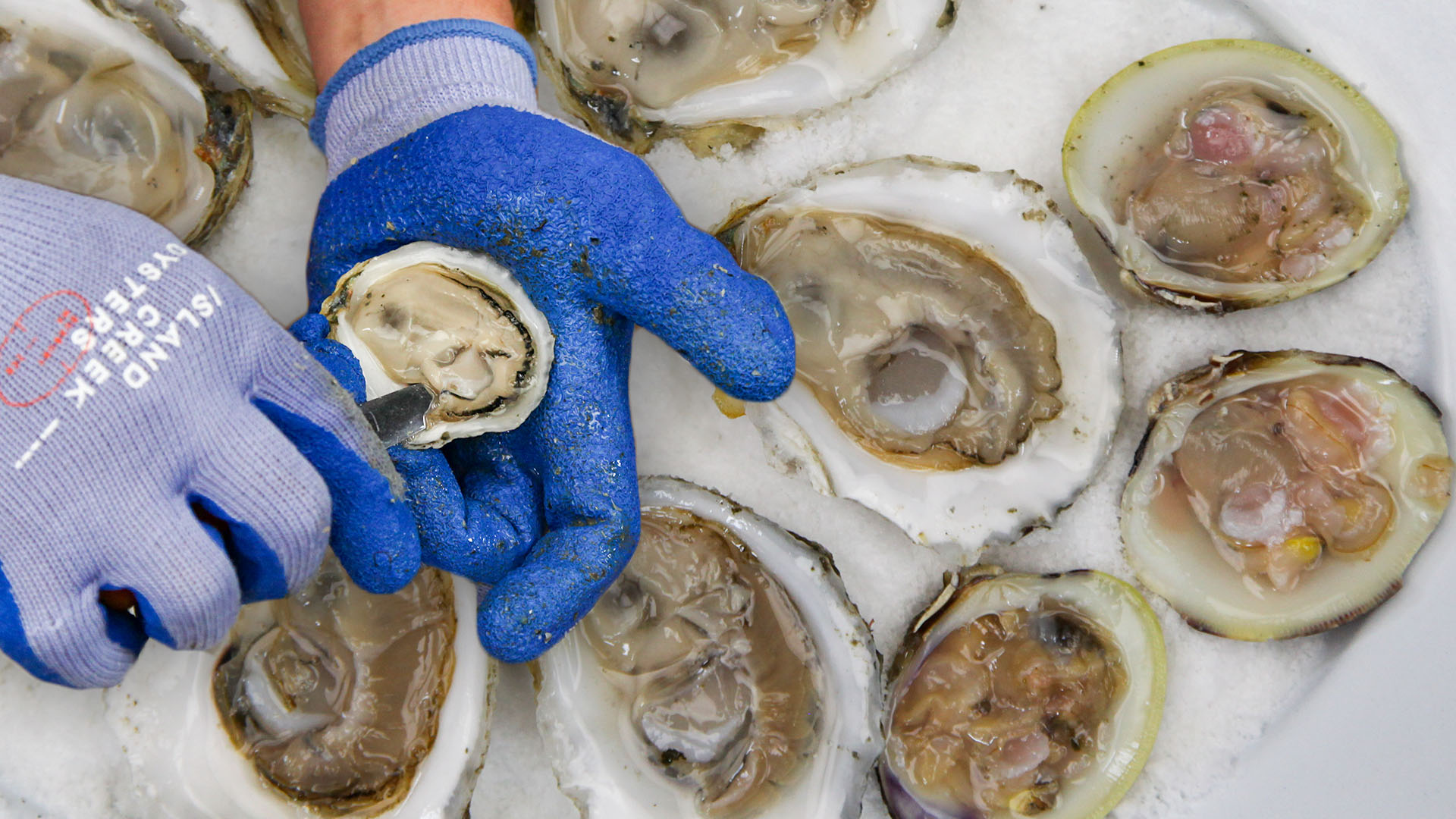 How to Shuck an Oyster- The Chef JoJo Guide